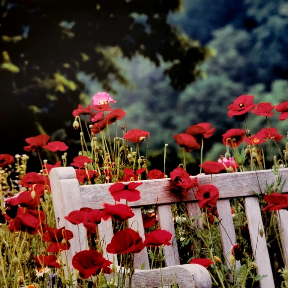COLDWATER CREEK ♡  White Wooden Bench Red Floral Poppy Unframed Original Print - Picture 14 of 17